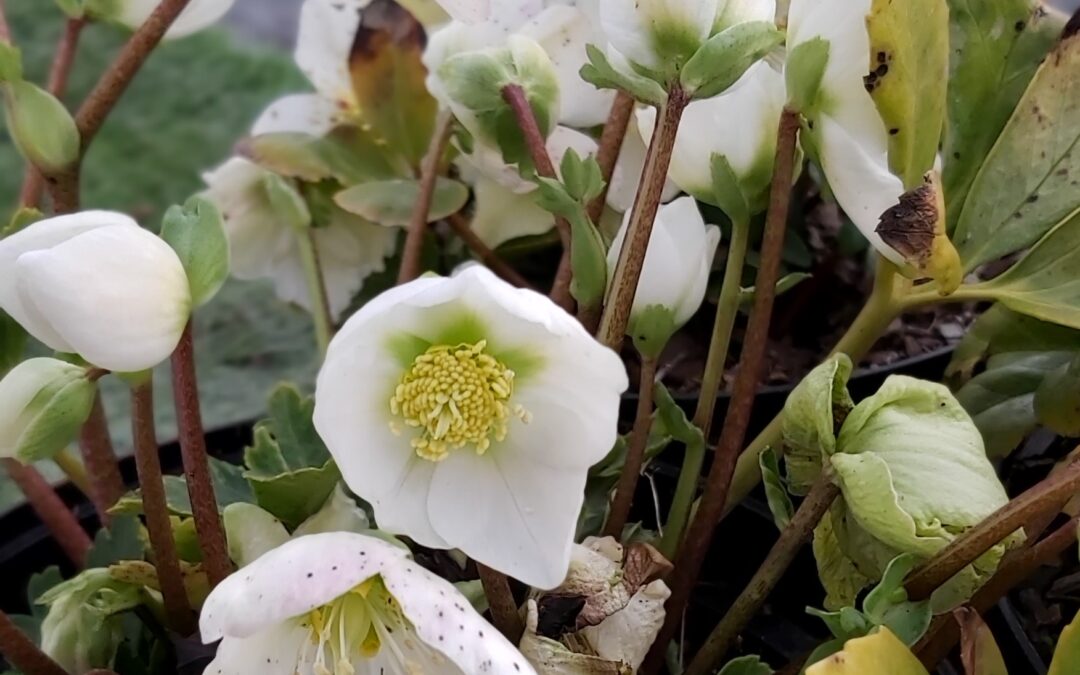 Les Hellebores*