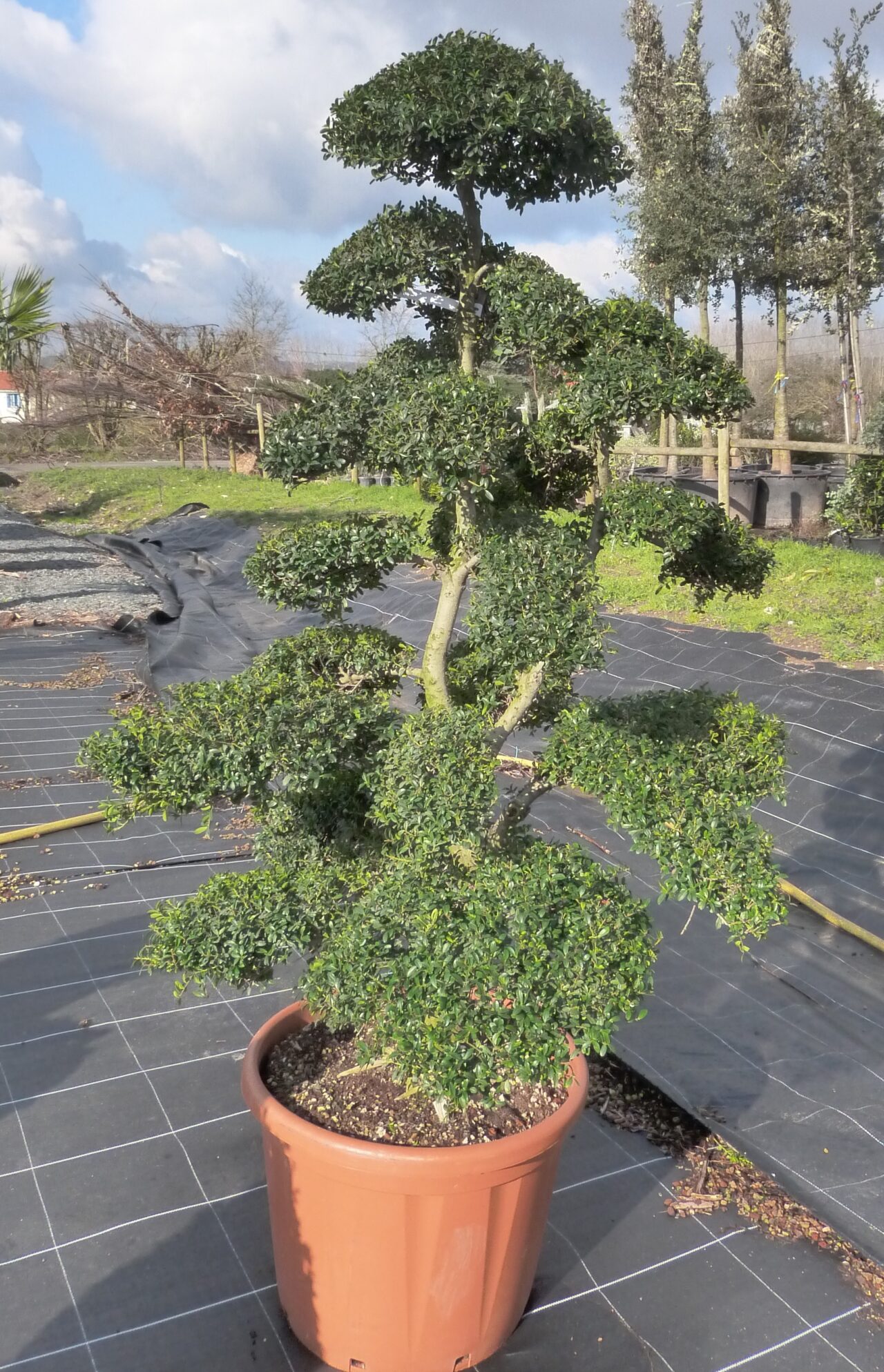 Bonsaï Ilex Crenata (houx Japonais) âgé D'environ 6 Ans - Plante D'extérieur, Entretien Facile