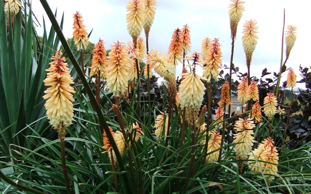 Les Kniphofia*