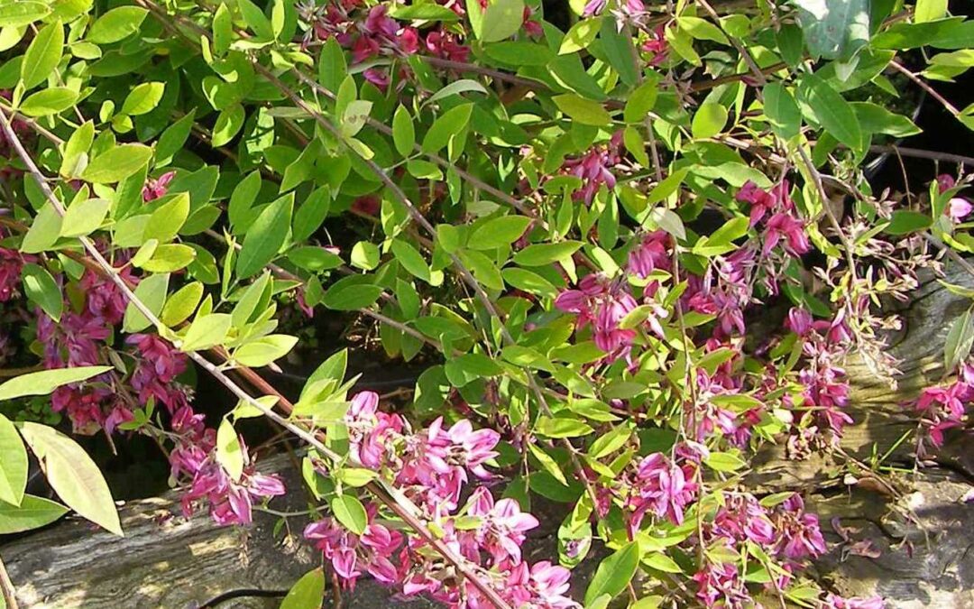 Le Lespedeza*