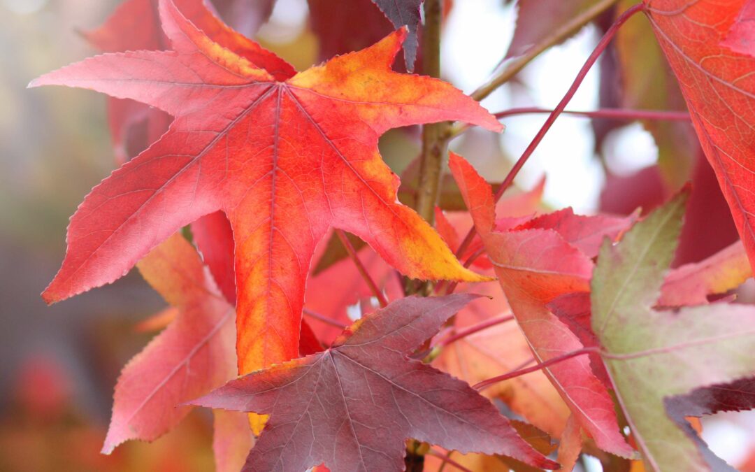 Le Liquidambar*