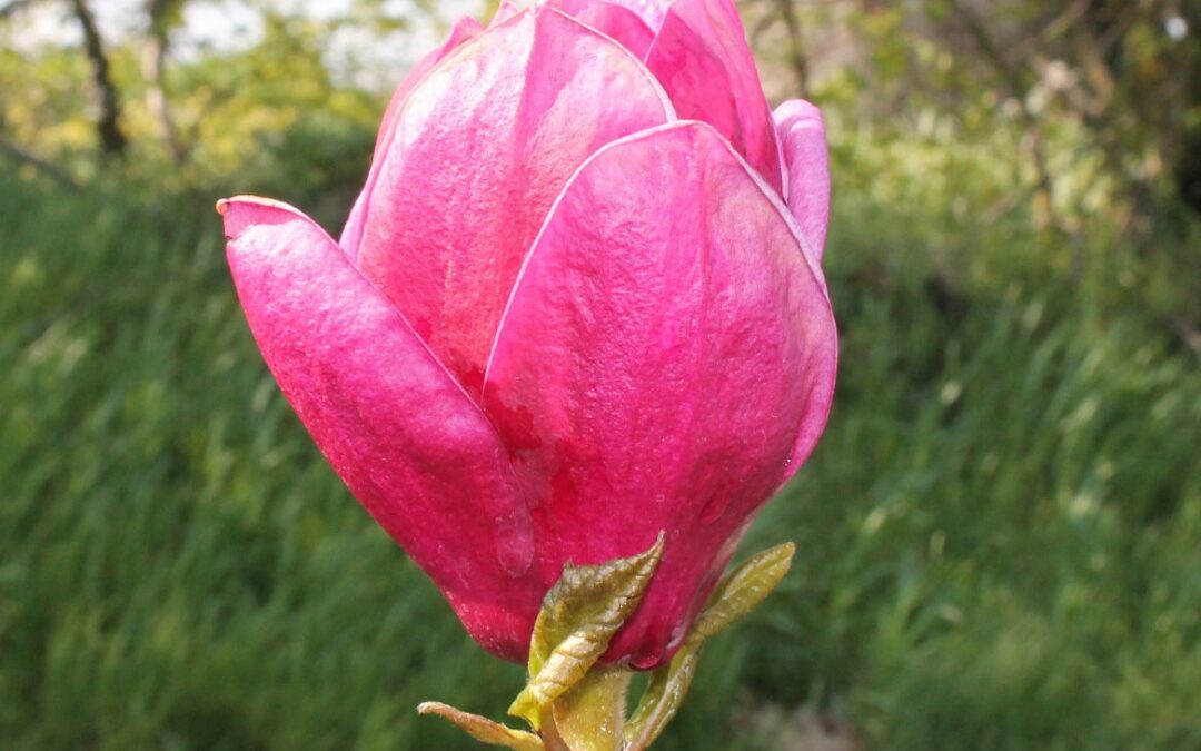 Les Magnolias caducs*