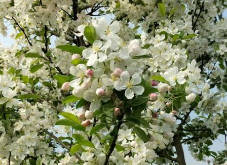 Le Malus*
