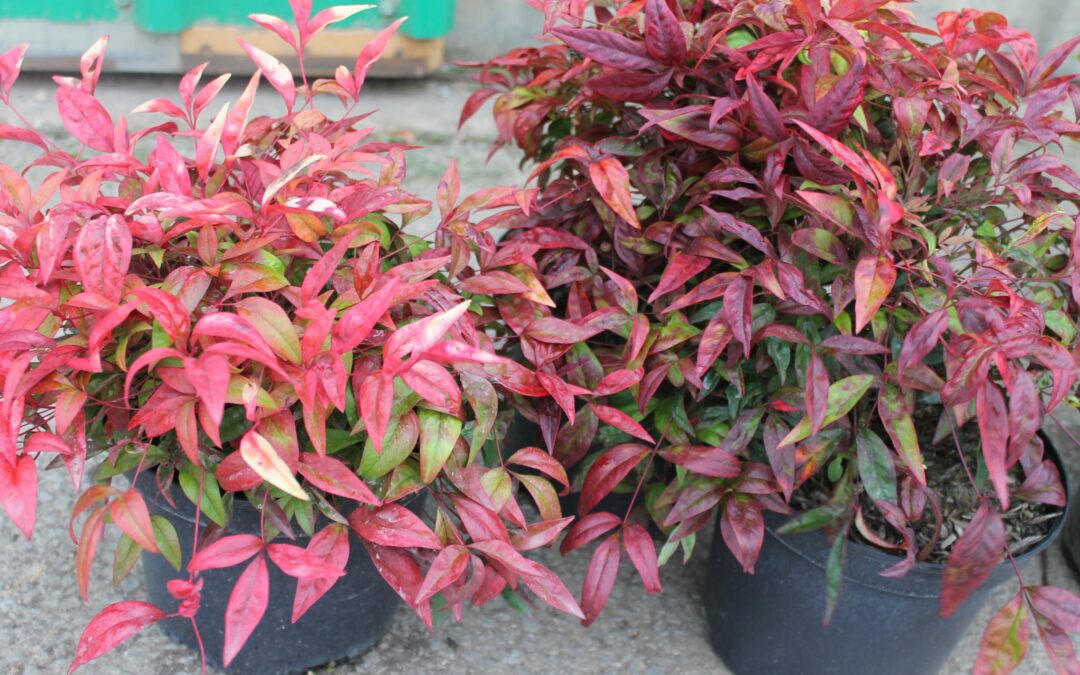 Les Nandina*