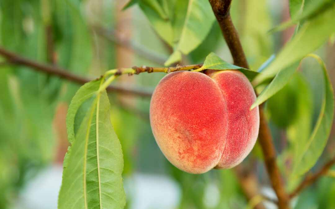 Tailler les fruits à noyaux