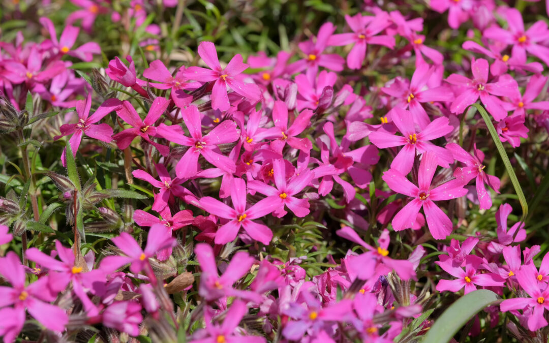 Les Phlox subulata*