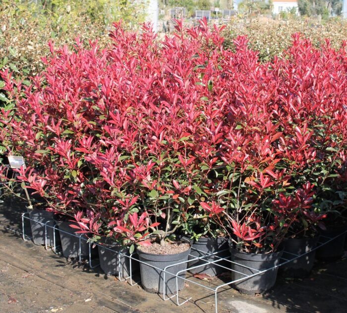 PHOTINIA fraseri 'Carré Rouge' - Pépinières Ripoche - Nantes / Divatte ...