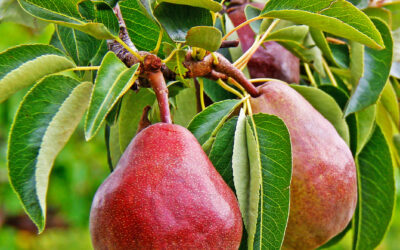 Tailler les fruits à pépins