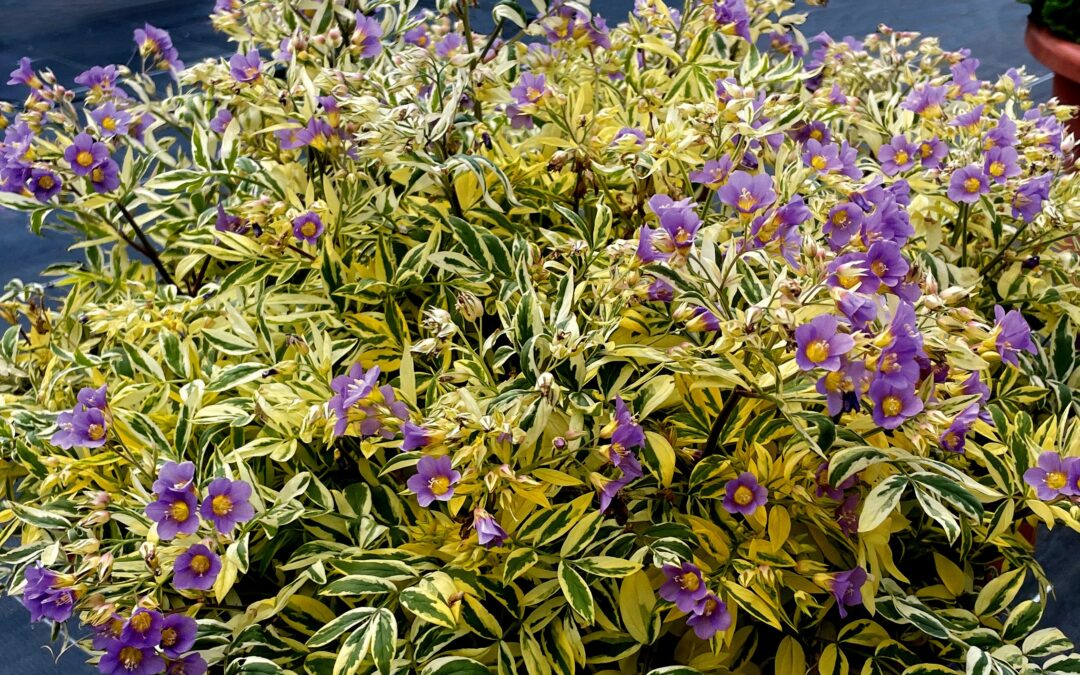 Le Polemonium ‘Golden Feathers’*