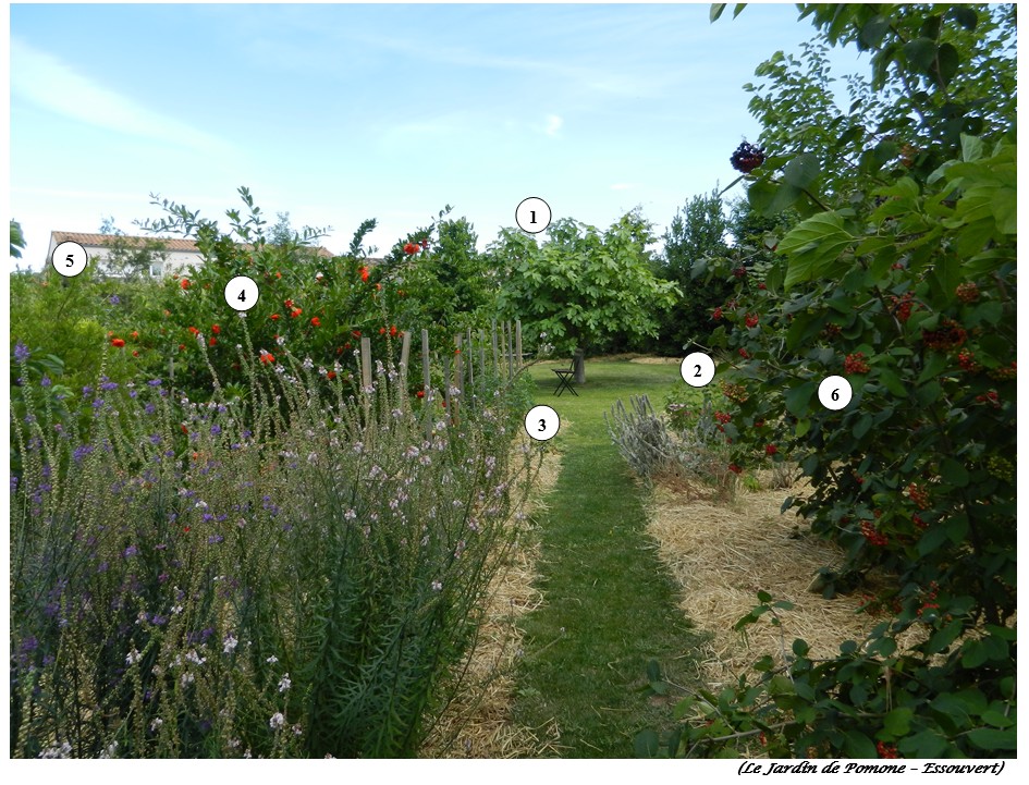 Photo-Jardin-gourmand-
