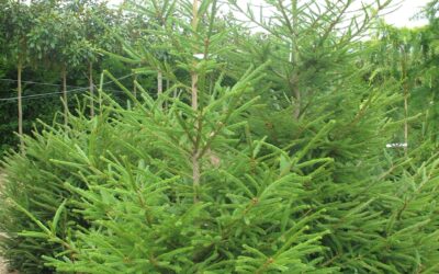 Sapins de Noël – 2024