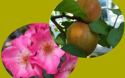 Démonstration de plantation  _____________  pour la Ste Catherine – gratuit sur réservation