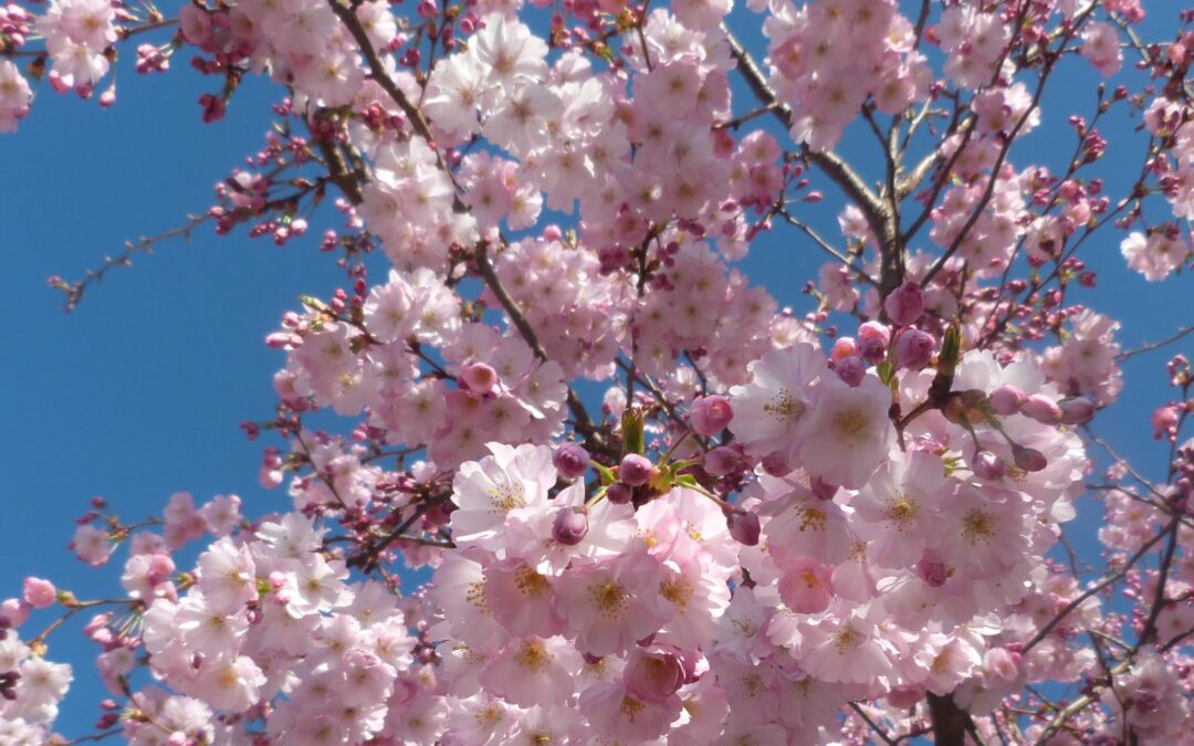 Le Prunus ‘Accolade’*