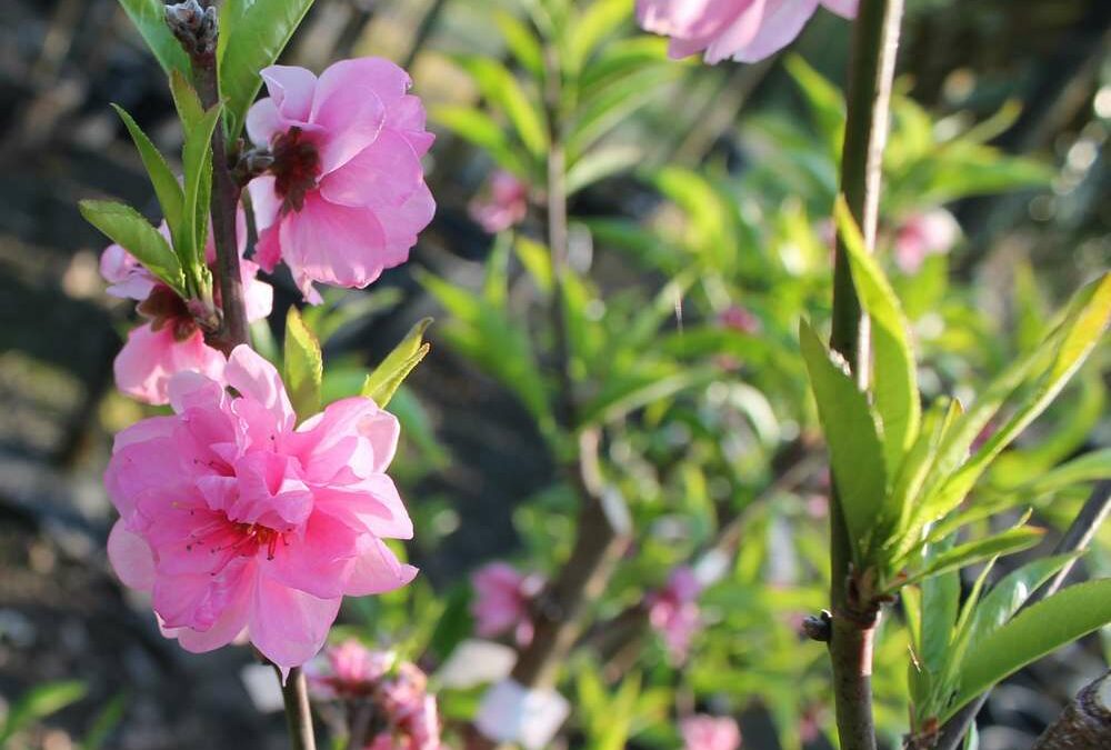 La Fête du printemps