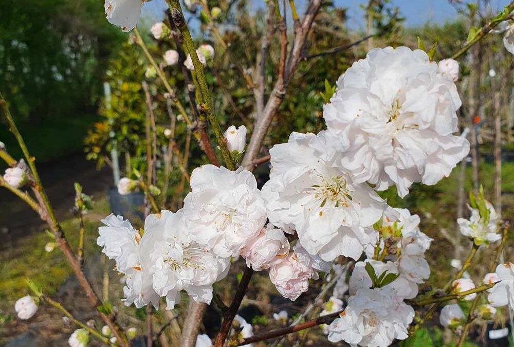 Merci d&rsquo;être venus si nombreux – Mars