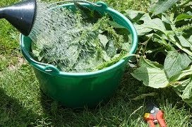 Les purins, alliés du jardin