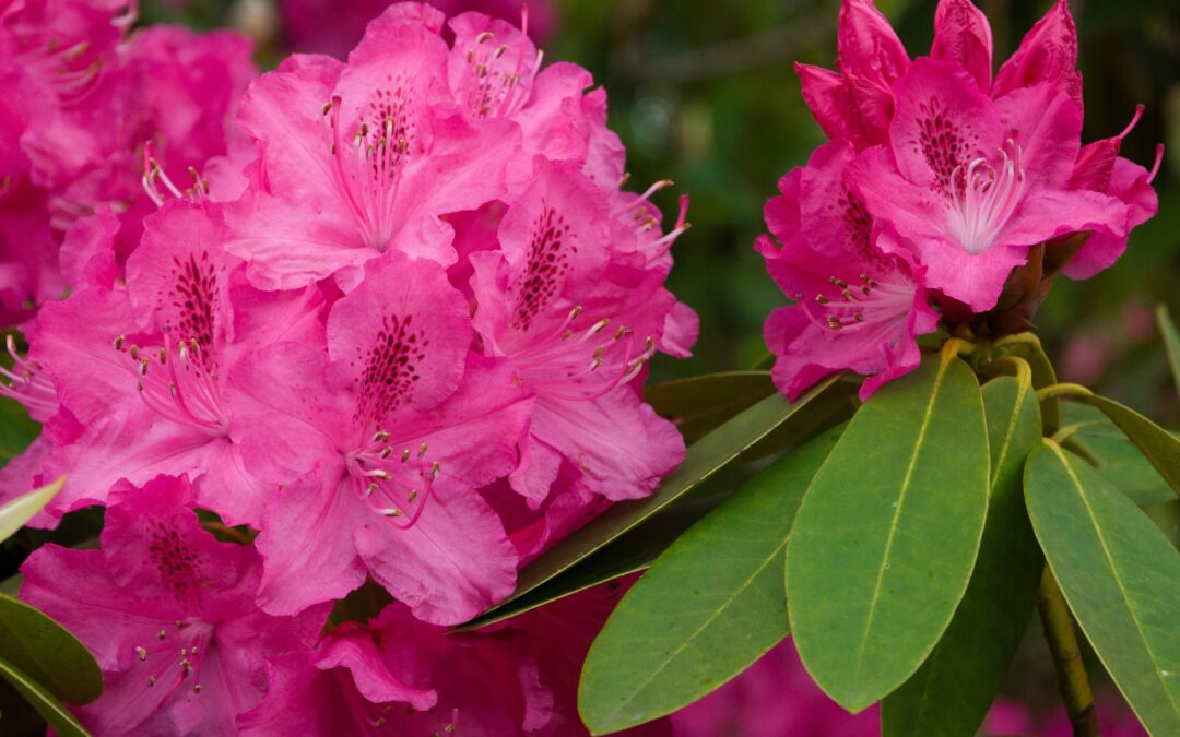 Les Rhododendrons*