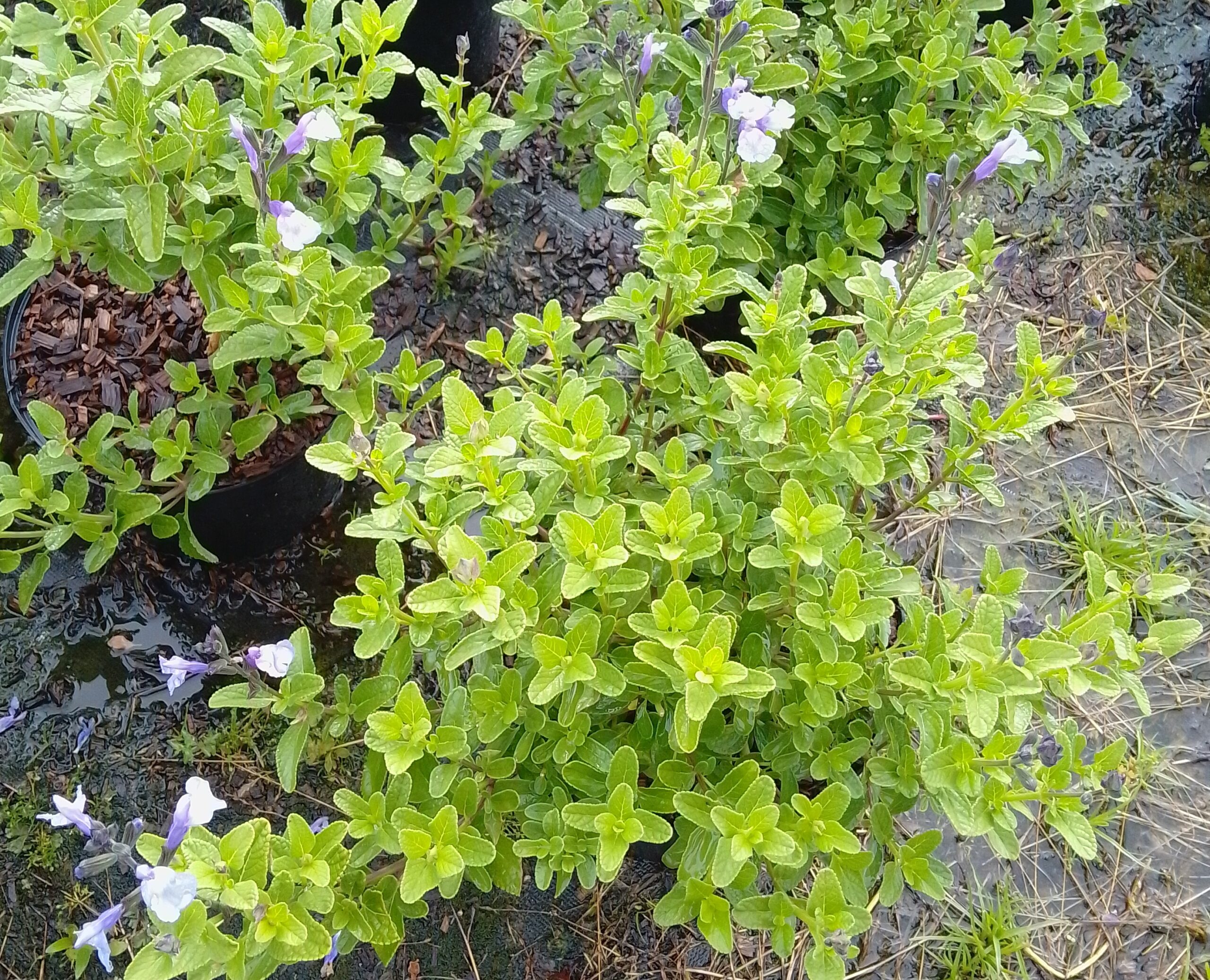 SALVMICSPB-Salvia mic. So Cool Pale Blue (1)