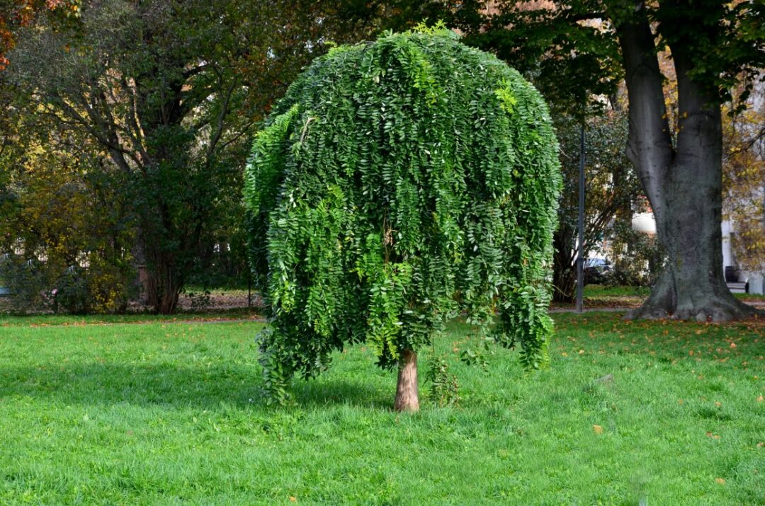 SOPHORA Japonica Pendula P pini res Ripoche Nantes Divatte Sur sophora-japonica-pendula-p-pini-res-ripoche-nantes-divatte-sur