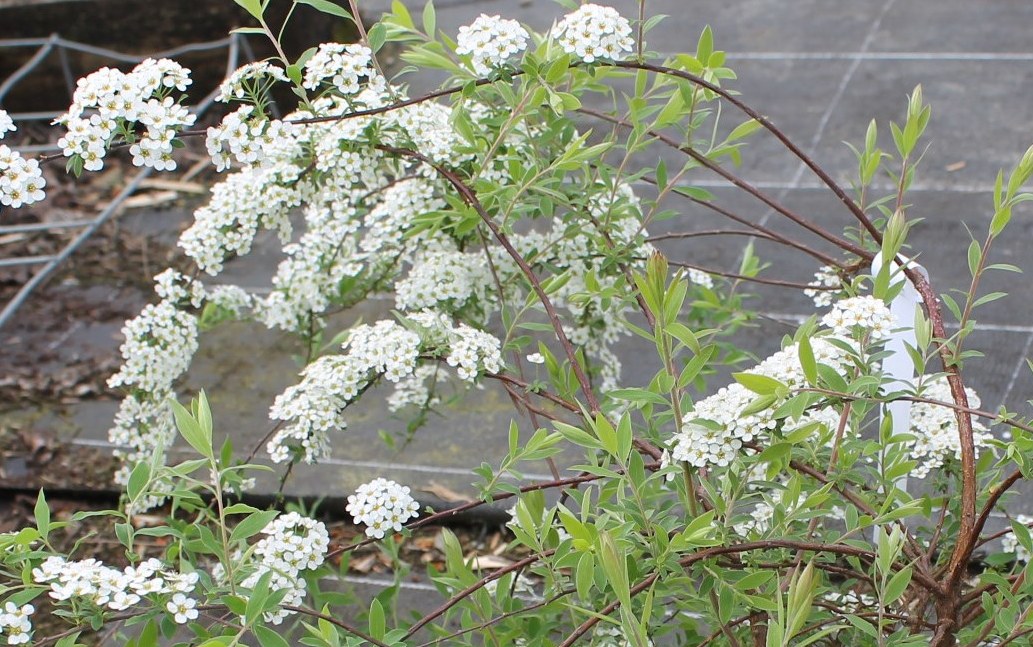 Spirée arguta*