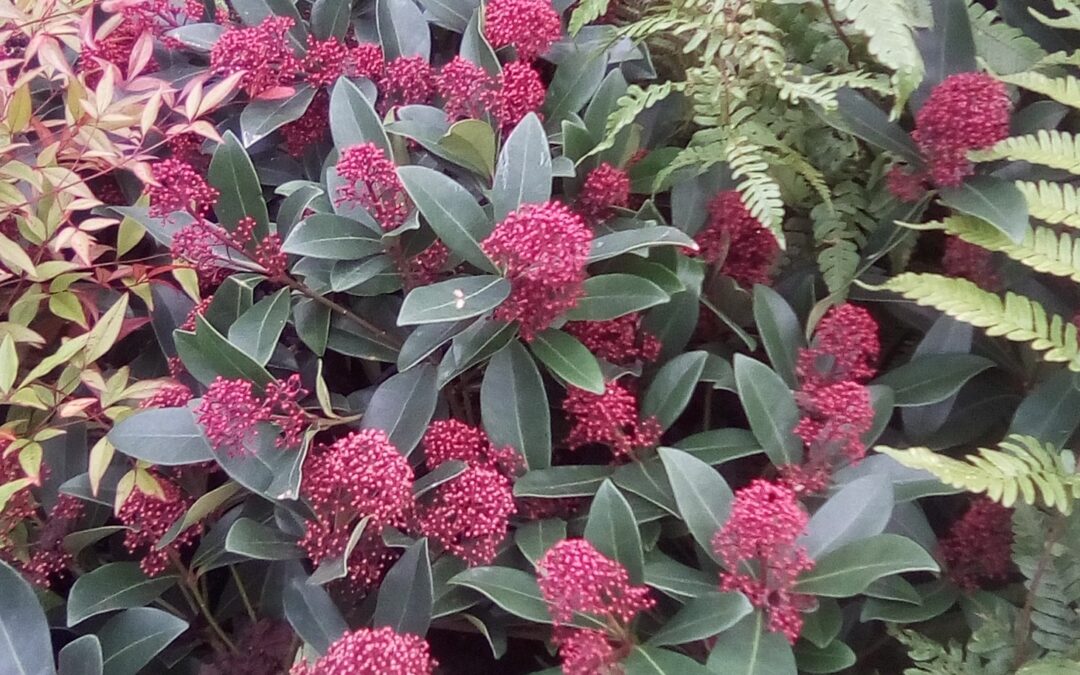 Le Skimmia*