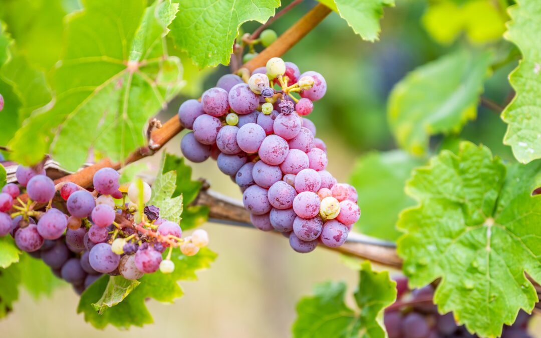 Les Vignes de table*