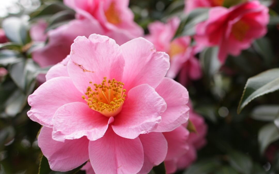 Les Camelia japonica*