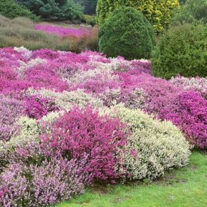 Plantes de terre de bruyères